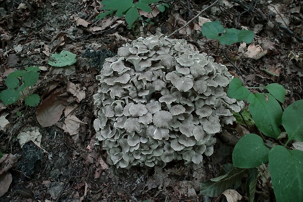 trúdnik klobúčkatý Polyporus umbellatus (Pers.) Fr.