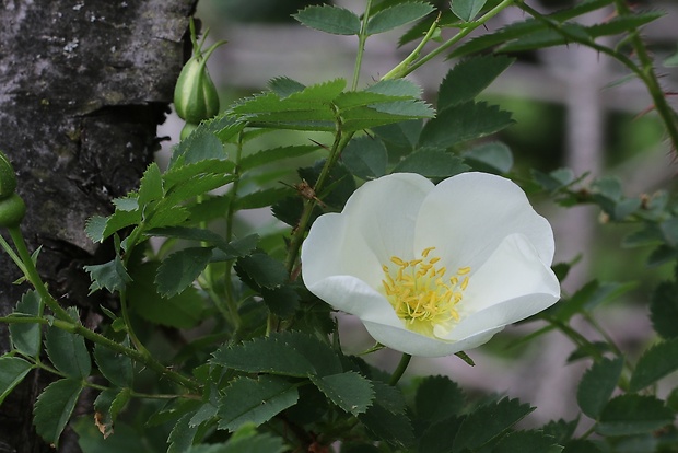 ruža bedrovníková Rosa pimpinellifolia L.