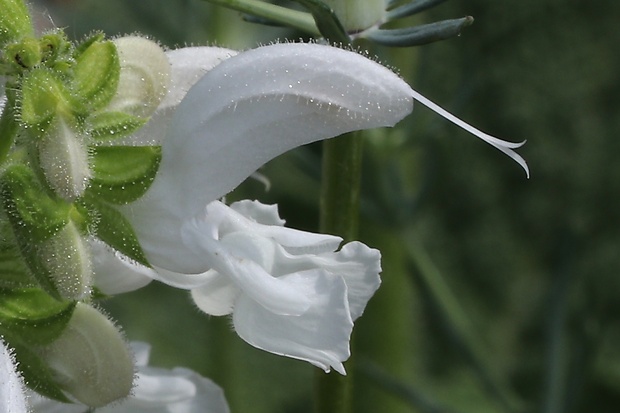 šalvia lúčna Salvia pratensis L.