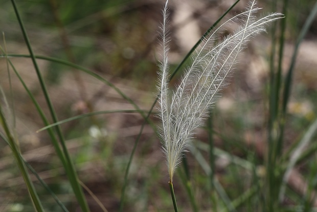 kavyľ pôvabný Stipa pulcherrima K. Koch