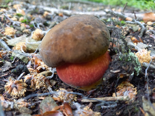 hríb zrnitohlúbikový Sutorius luridiformis (Rostk.) G. Wu & Zhu L. Yang