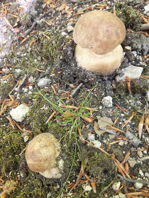 hríb sosnový Boletus pinophilus Pil. et Dermek in Pil.