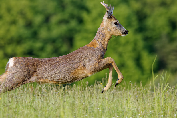 srnec lesný Capreolus capreolus