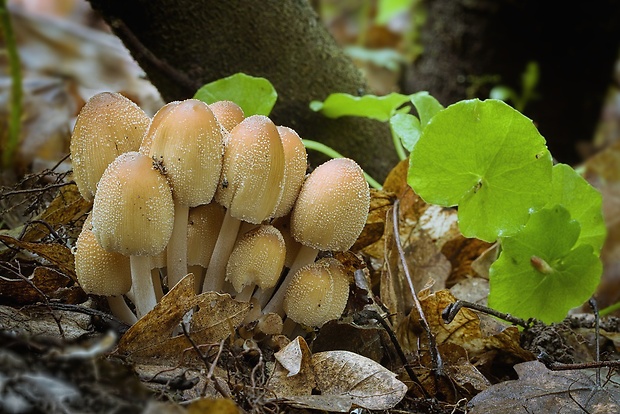 hnojník Coprinellus sp.