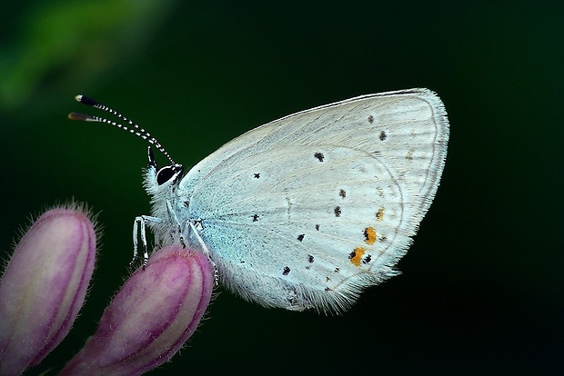 modráčik ľadencový (sk) / modrásek štírovníkový (cz) Cupido argiades (Pallas, 1771)