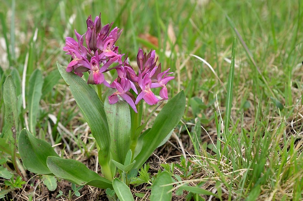 vstavačovec bazový Dactylorhiza sambucina (L.) Soó