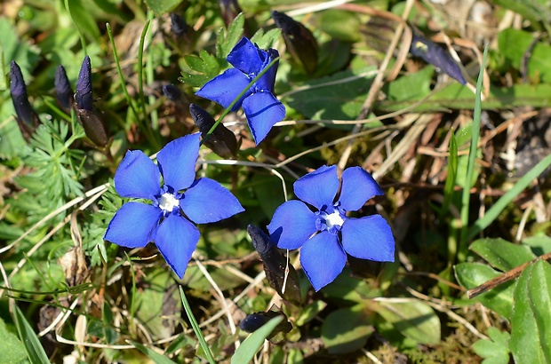 horec jarný Gentiana verna L.