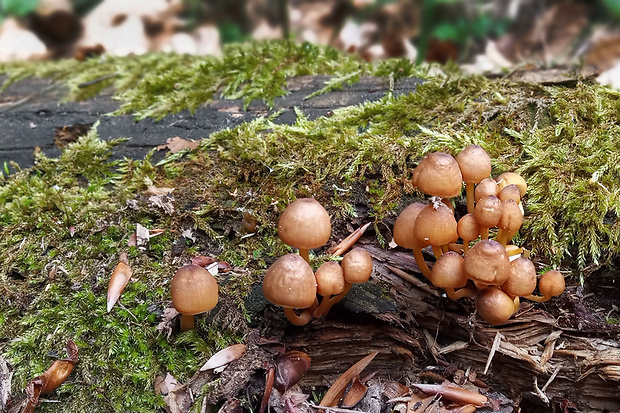 prilbička žltohlúbiková Mycena renati Quél.