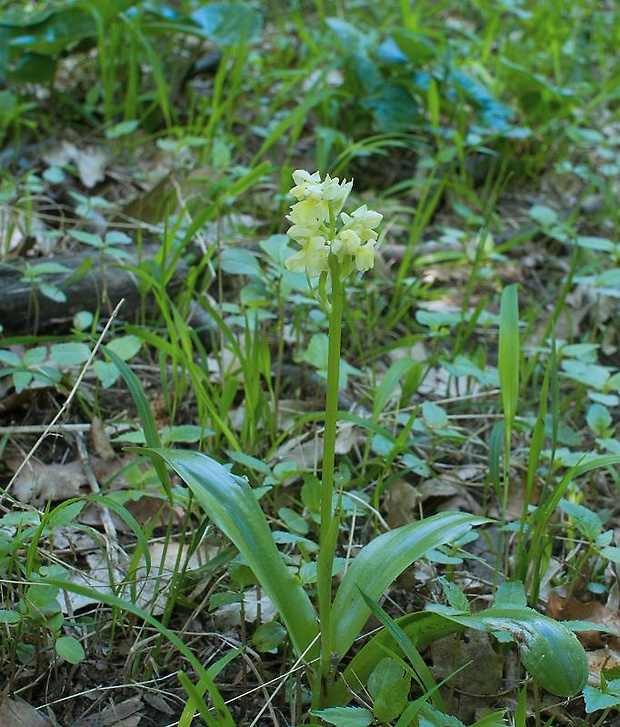 vstavač bledý Orchis pallens L.