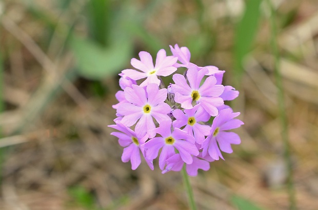 prvosienka pomúčená Primula farinosa L.