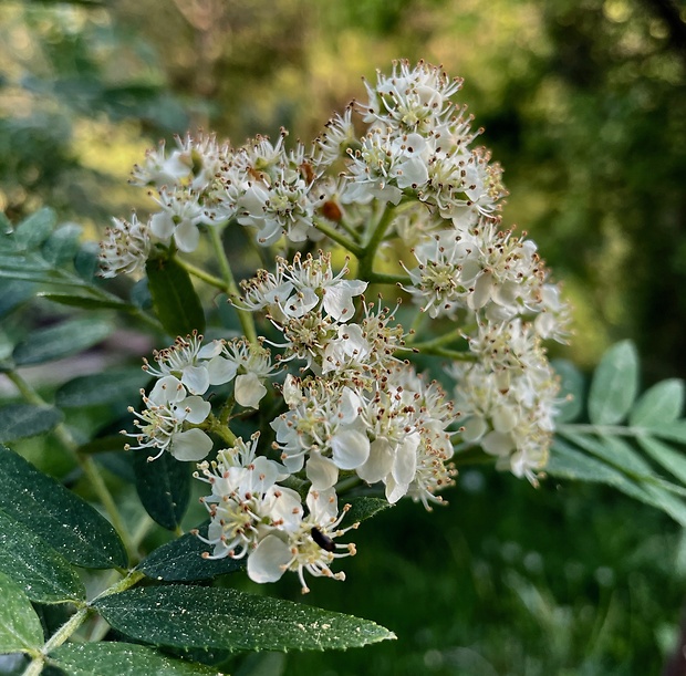 jarabina oskorušová Sorbus domestica L.