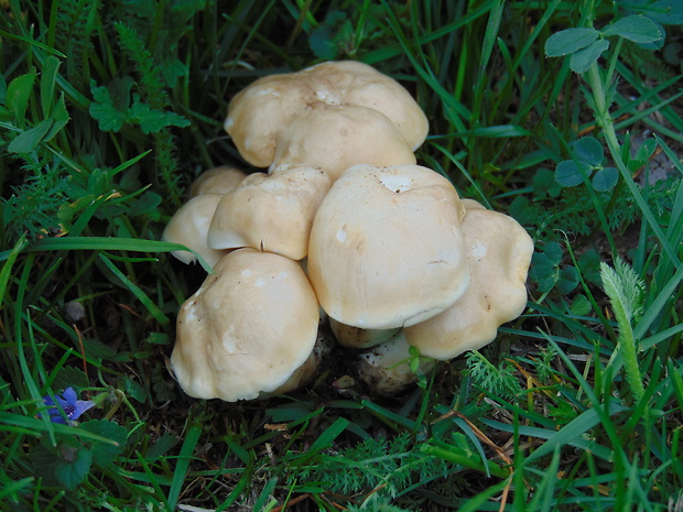 čírovnica májová Calocybe gambosa (Fr.) Donk