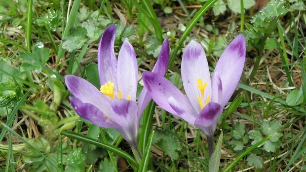 šafran spišský Crocus discolor G. Reuss