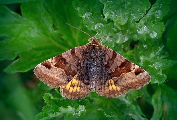 stužkavec hnedý (sk) / jetelovka hnědá (cz) Euclidia glyphica (Linnaeus, 1758)