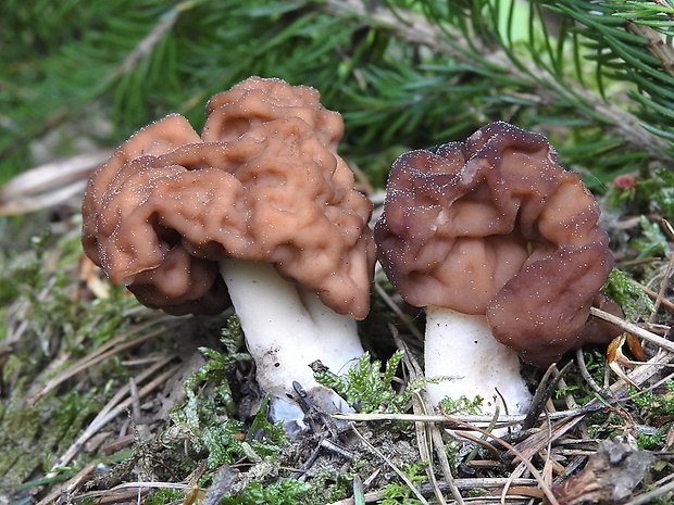 ušiak obyčajný Gyromitra esculenta (Pers.) Fr.