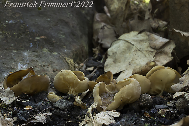 chriapač kalíškovitý Helvella acetabulum (L.) Quél.