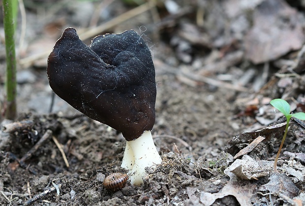 chriapač pieskomilný Helvella leucopus Pers.