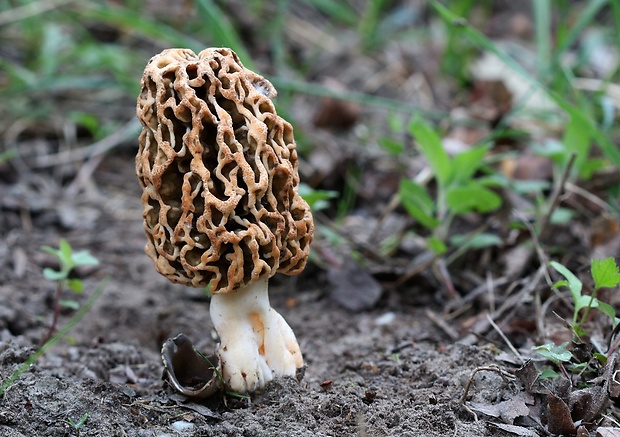 smrčok jedlý Morchella esculenta (L.) Pers.