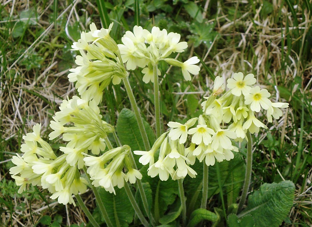 prvosienka vyššia Primula elatior (L.) L.