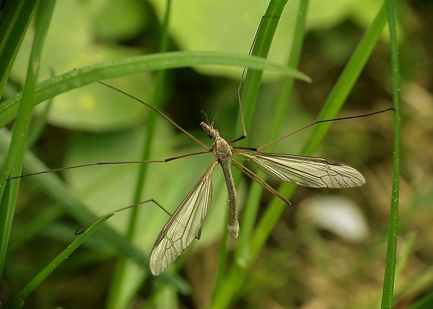 tipuľa kapustová Tipula oleracea