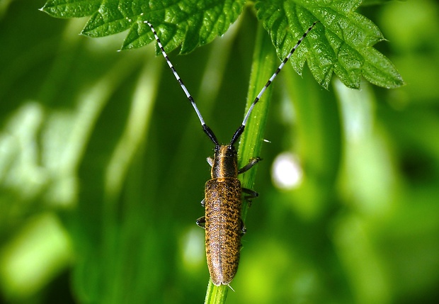 vrzúnik úzkoštítý Agapanthia villosoviridescens