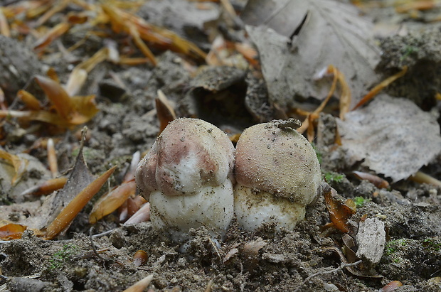 hríb sosnový Boletus pinophilus Pil. et Dermek in Pil.