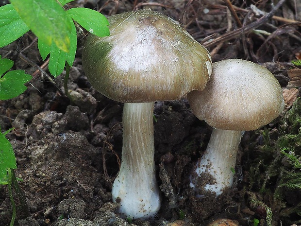 hodvábnica jarná Entoloma clypeatum (L.) P. Kumm.