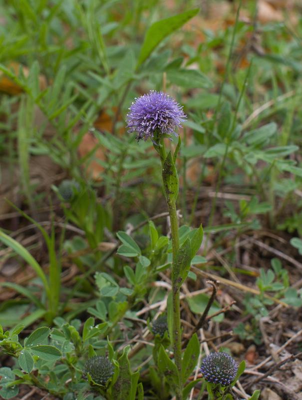 guľôčka bodkovaná Globularia punctata Lapeyr.