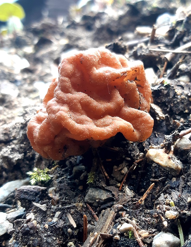 ušiak obyčajný Gyromitra esculenta (Pers.) Fr.