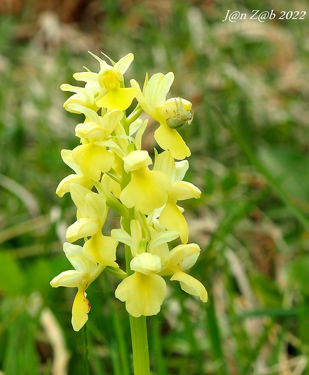 vstavač bledý Orchis pallens L.