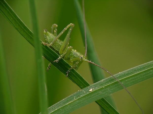 kobylka zelená Tettigonia viridissima
