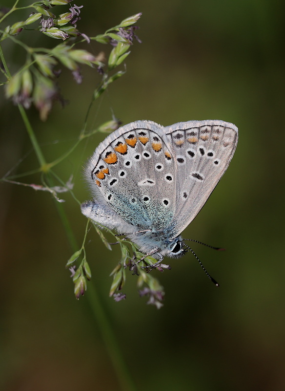 modráčik obyčajný  Polyommatus icarus