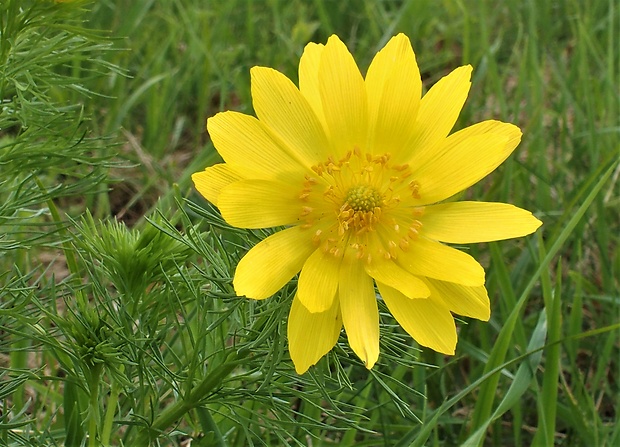 hlaváčik jarný Adonis vernalis L.