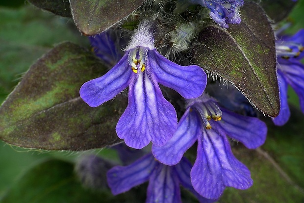 zbehovec plazivý Ajuga reptans L.