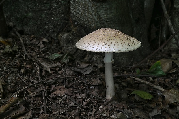 muchotrávka červenkastá Amanita rubescens Pers.