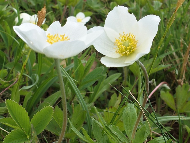 veternica lesná Anemone sylvestris L.