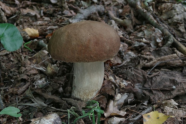 hríb dubový Boletus reticulatus Schaeff.