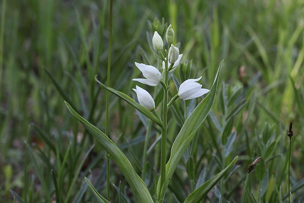 prilbovka dlholistá Cephalanthera longifolia (L.) Fritsch