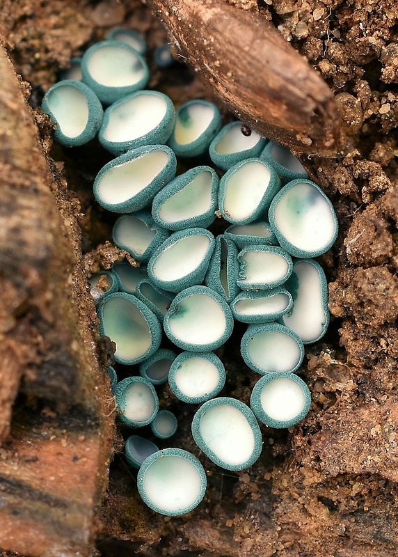 zelenica Chlorociboria sp.