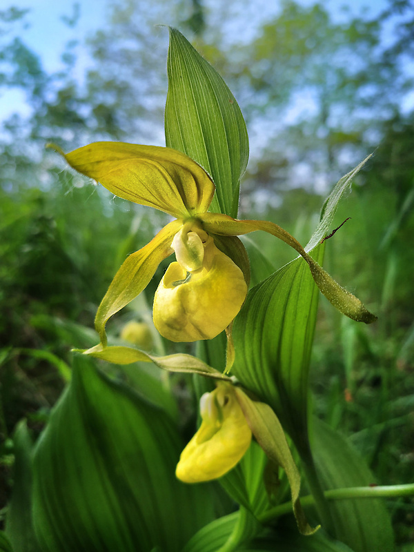 črievičník papučkový Cypripedium calceolus L.