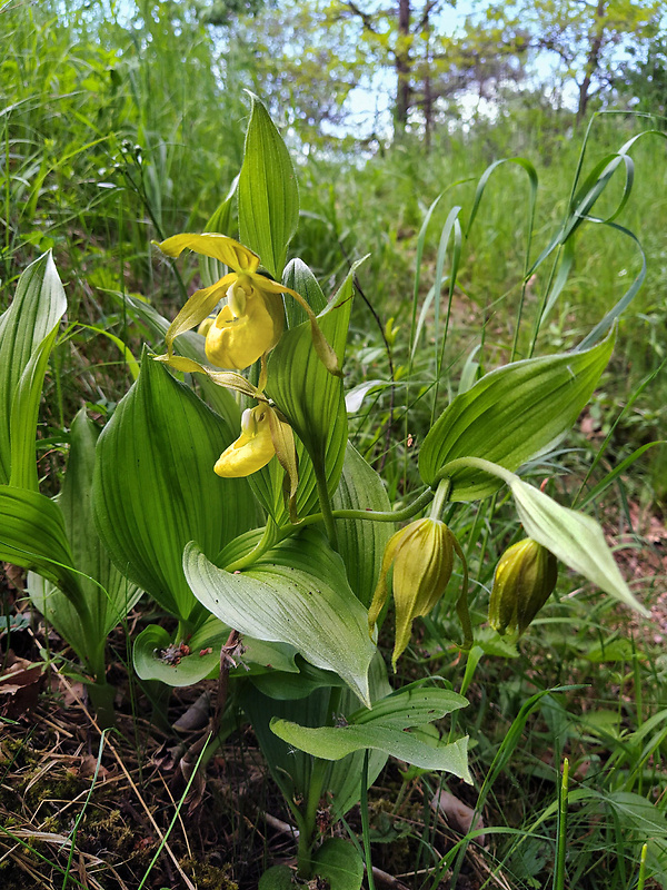 črievičník papučkový Cypripedium calceolus L.