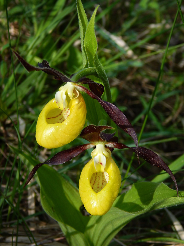 črievičník papučkový Cypripedium calceolus L.