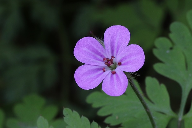 pakost smradľavý Geranium robertianum L.