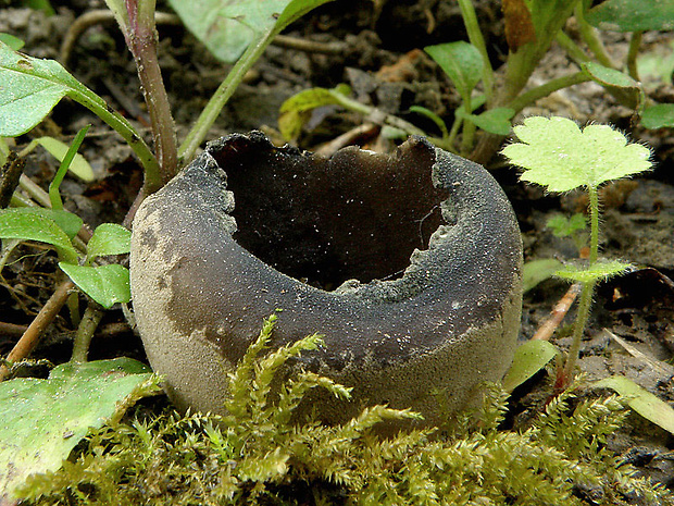 chriapač sosnový Helvella leucomelaena (Pers.) Nannf.