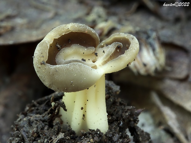 chriapač tmavý Helvella solitaria P. Karst.