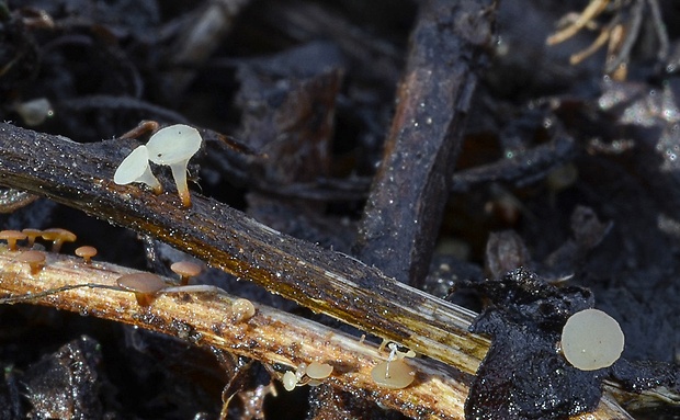 čiašočka Hymenoscyphus sp.