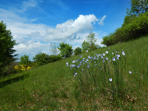 ľan rakúsky Linum austriacum L.