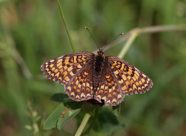 hnedáčik nevädzový  Melitaea phoebe