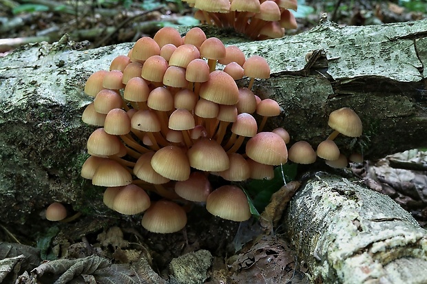 prilbička žltohlúbiková Mycena renati Quél.