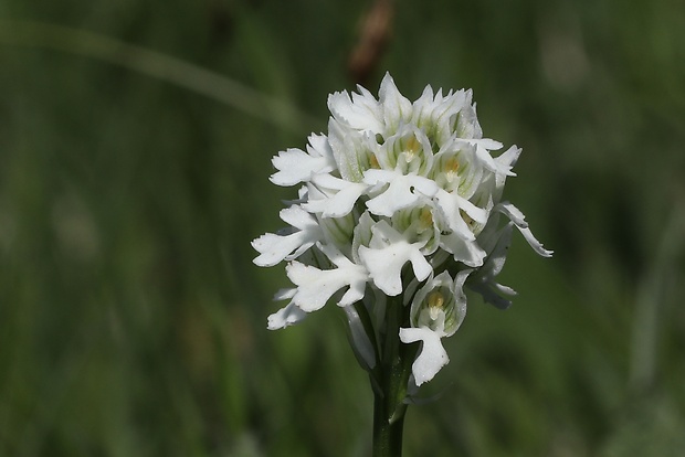 neotinea trojzubá Neotinea tridentata (Scop.) R. M. Bateman, Pridceon et M. W. Chase